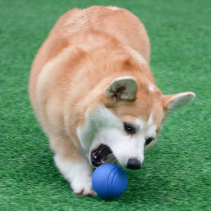 Bunter, elastischer Gummiball für Hunde. Robustes und langlebiges Hundespielzeug für draussen und Welpen.