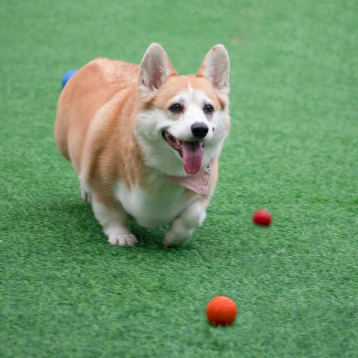 Interaktiver Quietschball für Hunde, motiviert zum Spielen. Robust und schwimmfähig, ideal für Apportierspiel.