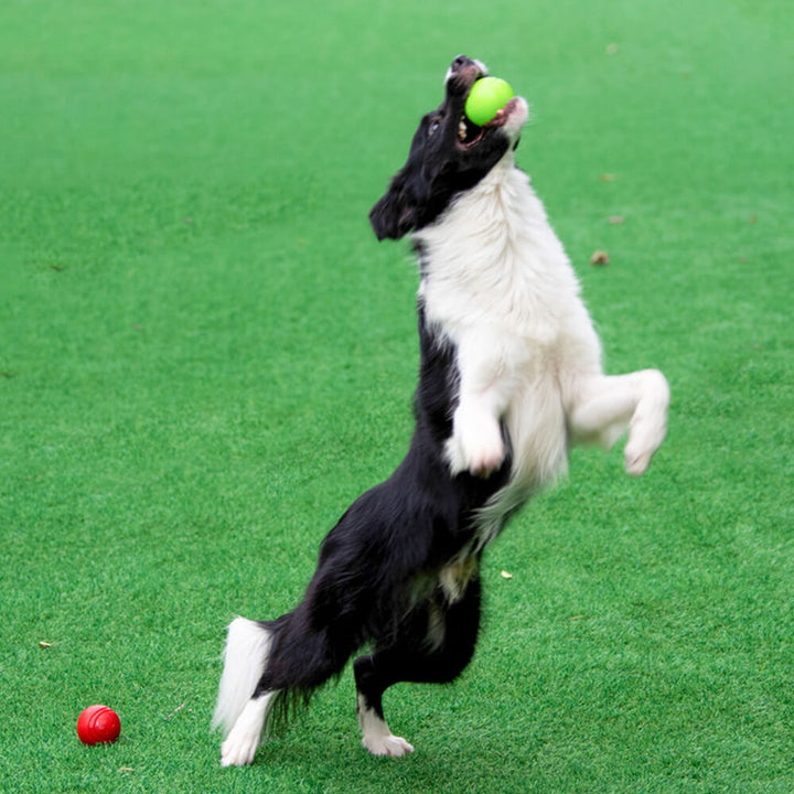 Robuster Hunde Quietschball, langlebiges Kauspielzeug aus Gummi. Für Welpen und aktive Hunde, drinnen & draußen.
