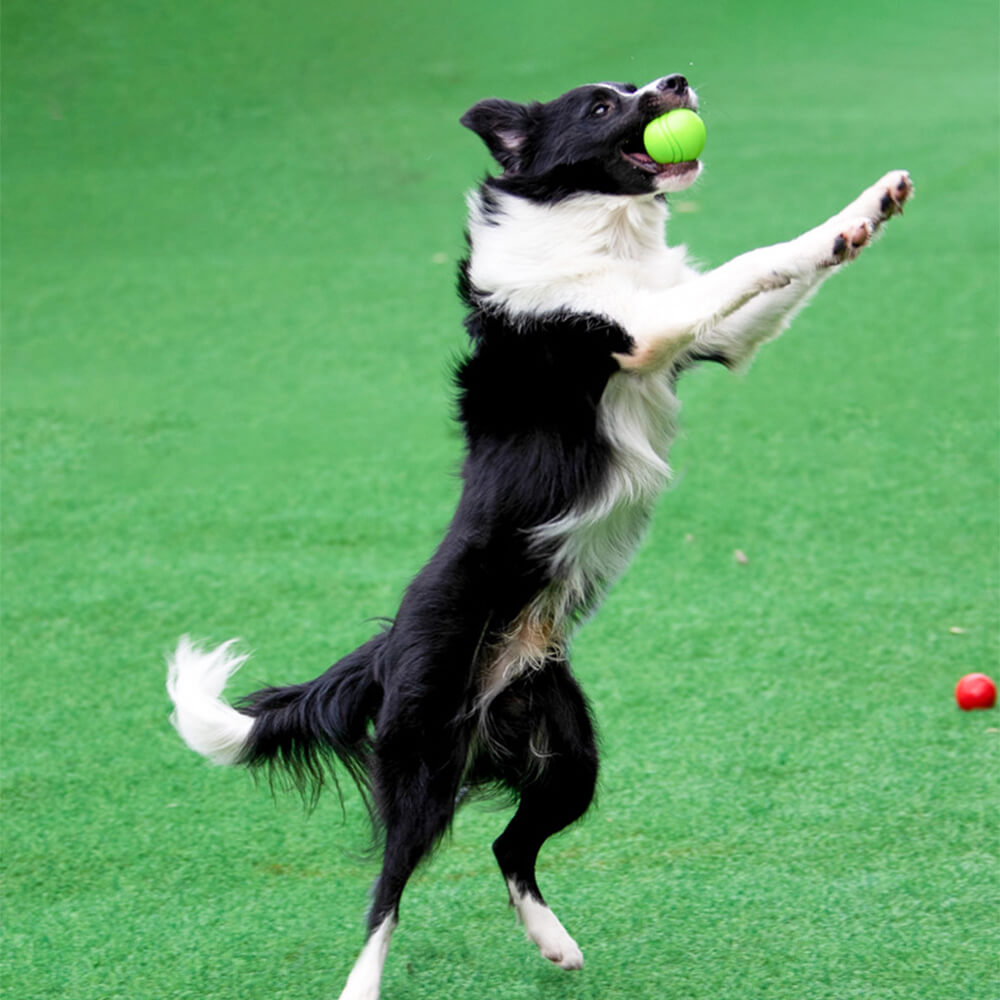 Elastischer Quietschball für Hunde, schwimmend und langlebig. Optimales Apportier- und Kauspielzeug für Welpen.