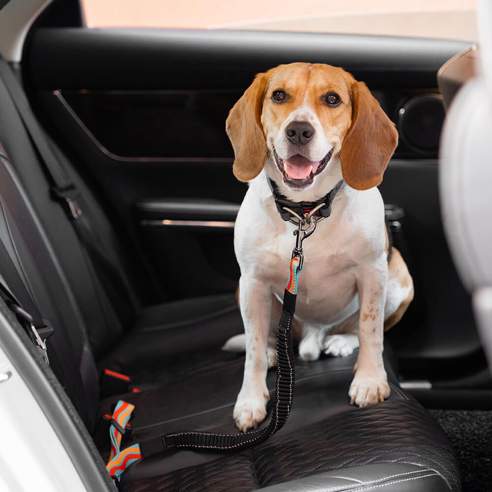 Komfortabler Nylon-Hundegurt fürs Auto, schützt Vierbeiner bei Fahrten, einfache Befestigung.