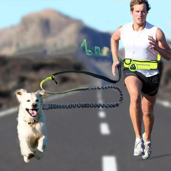 Aktiver Hund läuft mit reflektierender Freihandleine & Hüftgurt beim Outdoor-Sport. Sicherer Halt, Hundesport.