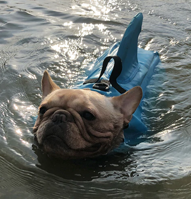 Große Hundeschwimmweste für kräftige Rassen, gewährleistet optimale Sicherheit & Bewegungsfreiheit im Wasser.