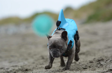 Verstellbare Hundeschwimmweste für optimale Passform und maximalen Komfort für jeden Hund beim Schwimmen.