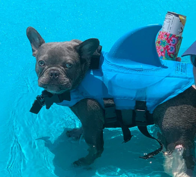 Outdoor Hundezubehör: Schwimmweste für sicheren Wasserspaß, Wandern & Abenteuer mit Ihrem Vierbeiner.