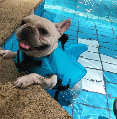 Vielseitige Hundeschwimmweste als Auftriebshilfe und Schutz für alle Wasseraktivitäten des Hundes.