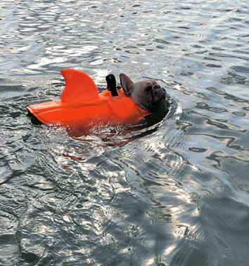 Auftriebshilfe für Hunde: Ideal für Schwimmtraining, Therapie & ältere Hunde im Wasser. Wichtiges Hundezubehör.