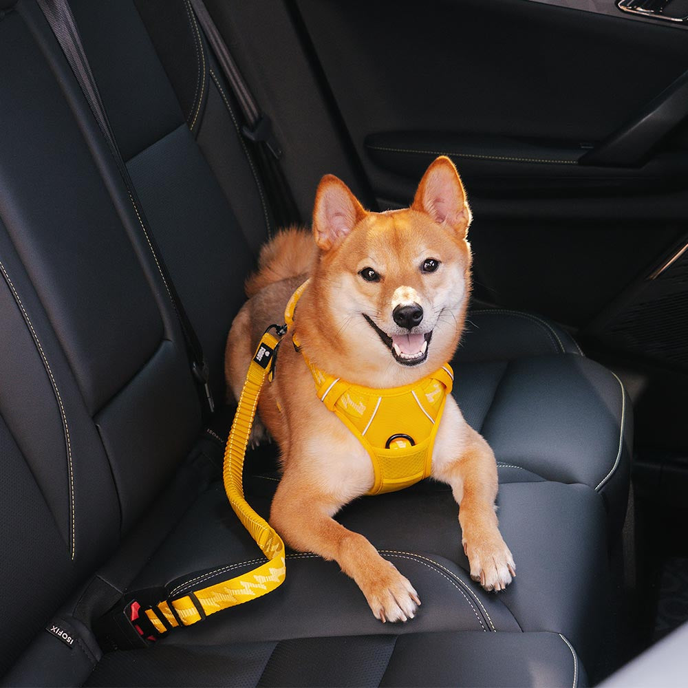 Hundesicherheitsgurt verstellbar für sichere Autofahrten mit Ihrem Hund; robuster Nylon-Autogurt.