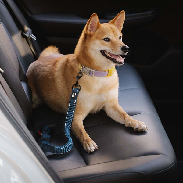 Hundesicherheitsgurt für sichere Reisen im Auto; schützt Ihren Hund und andere Insassen.