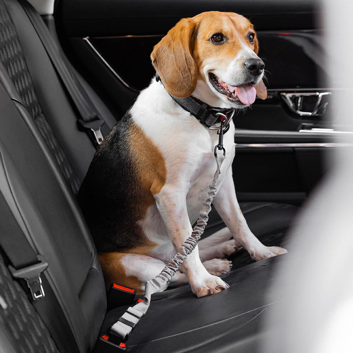 Komfortabler Hundesicherheitsgurt für Auto. Ermöglicht Ihrem Hund sicheres Bewegen im Fahrzeug.