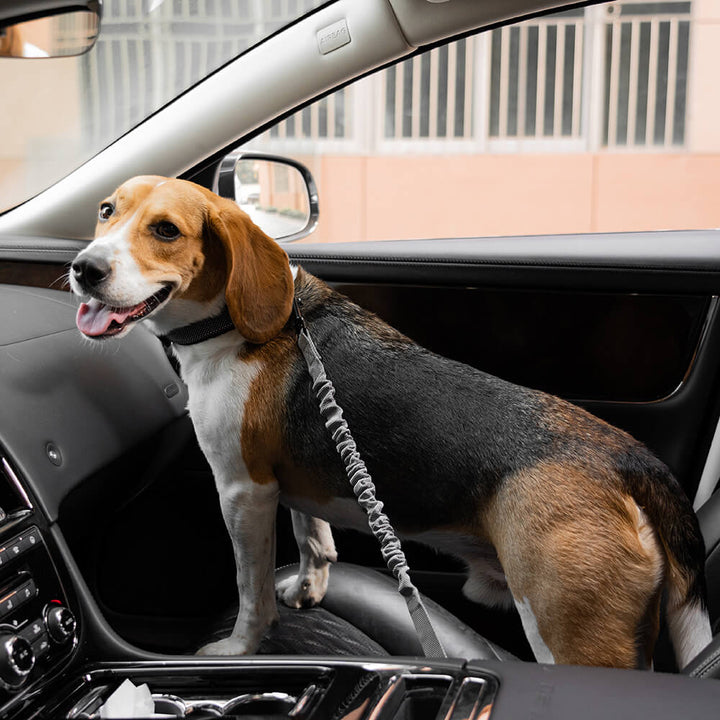 Gepufferter Autogurt für Hunde. Reduziert den Aufprall bei Bremsmanövern; wichtiges Tierzubehör.