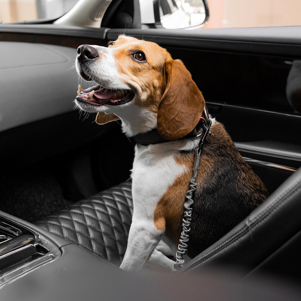 Hundegurt aus strapazierfähigem Nylon, speziell für die Sicherheit im Auto entwickelt.