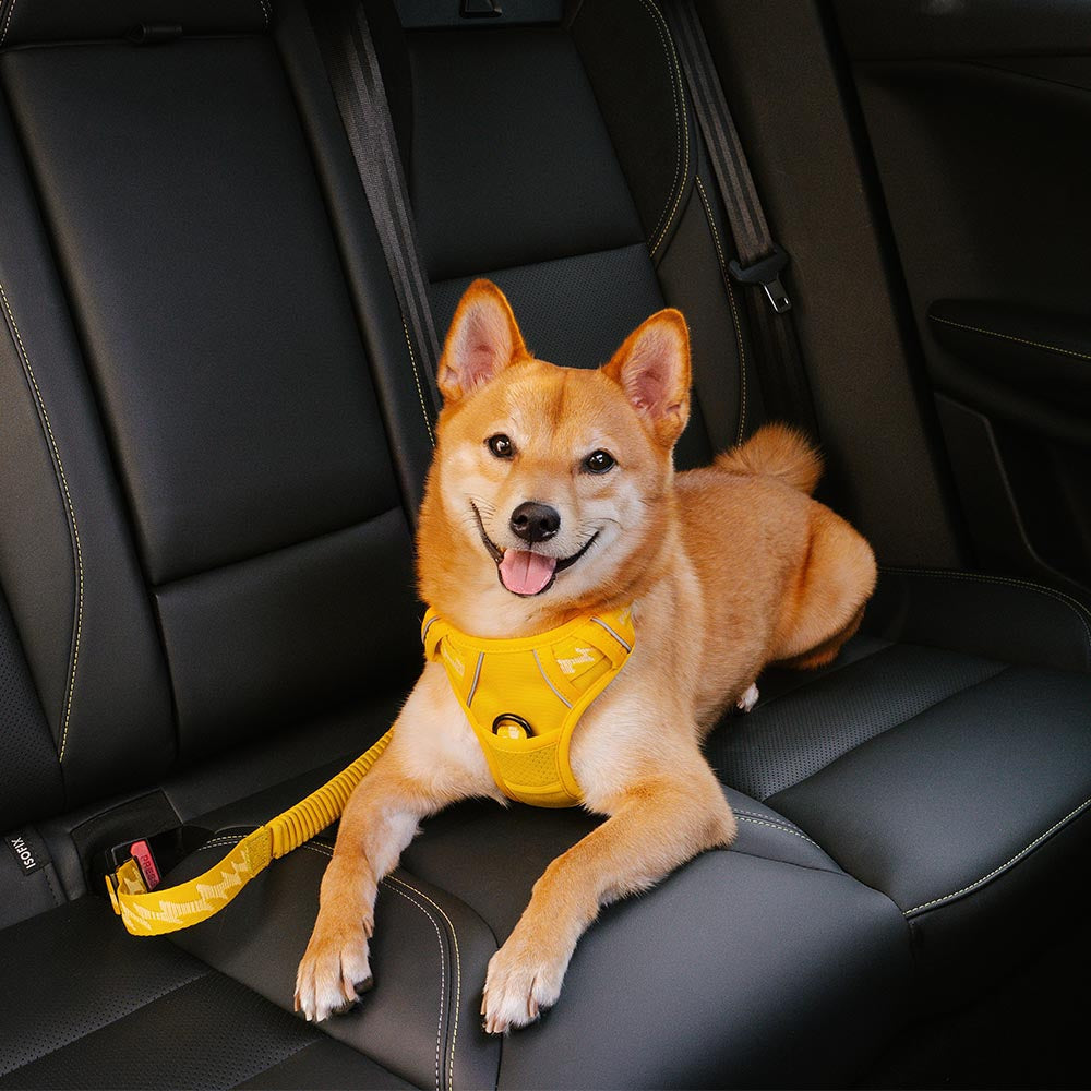 Detailansicht des gepolsterten Hundegurts aus Nylon für Komfort und Sicherheit im Auto.