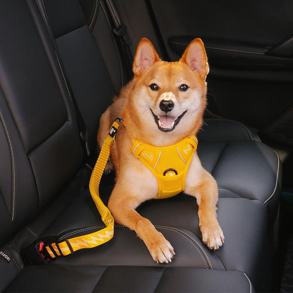 Verstellbarer Autogurt für Hunde, passend für verschiedene Rassen und Größen. Maximale Sicherheit.