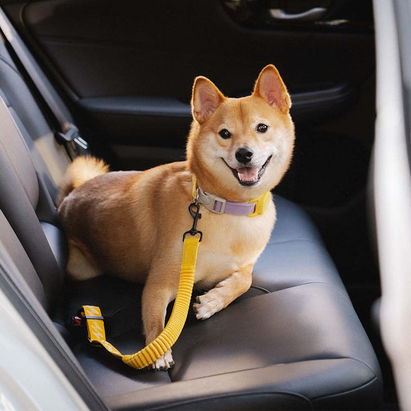 Hundesicherheitsgurt im Auto montiert: Einfache Befestigung für sicheres Reisen mit Ihrem Hund.