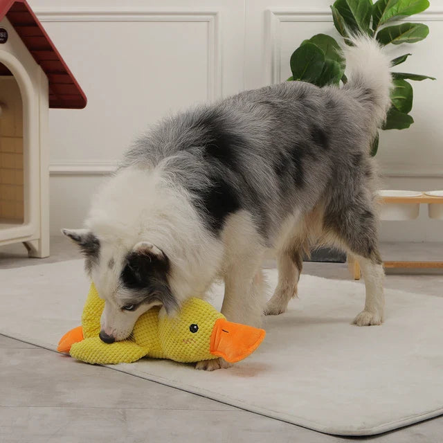 Hundespielzeug Plüsch Ente mit Quietscher. Weiches, waschbares Kuscheltier für Hunde, ideal zum Stressabbau & Spielspaß.