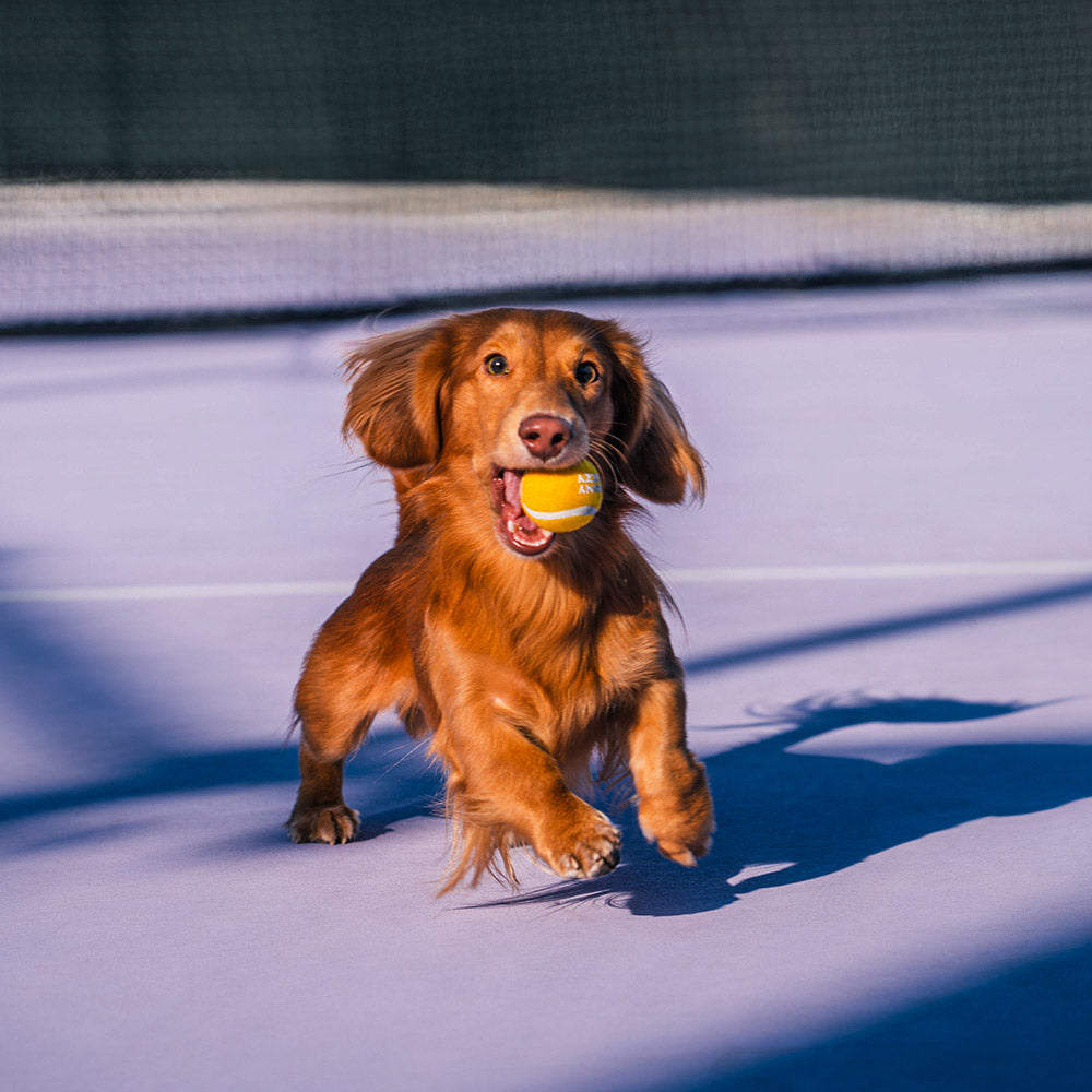Robuster Hundespielball in Tennisball-Optik mit Quietschfunktion, ideal für aktive Hunde & Welpen.