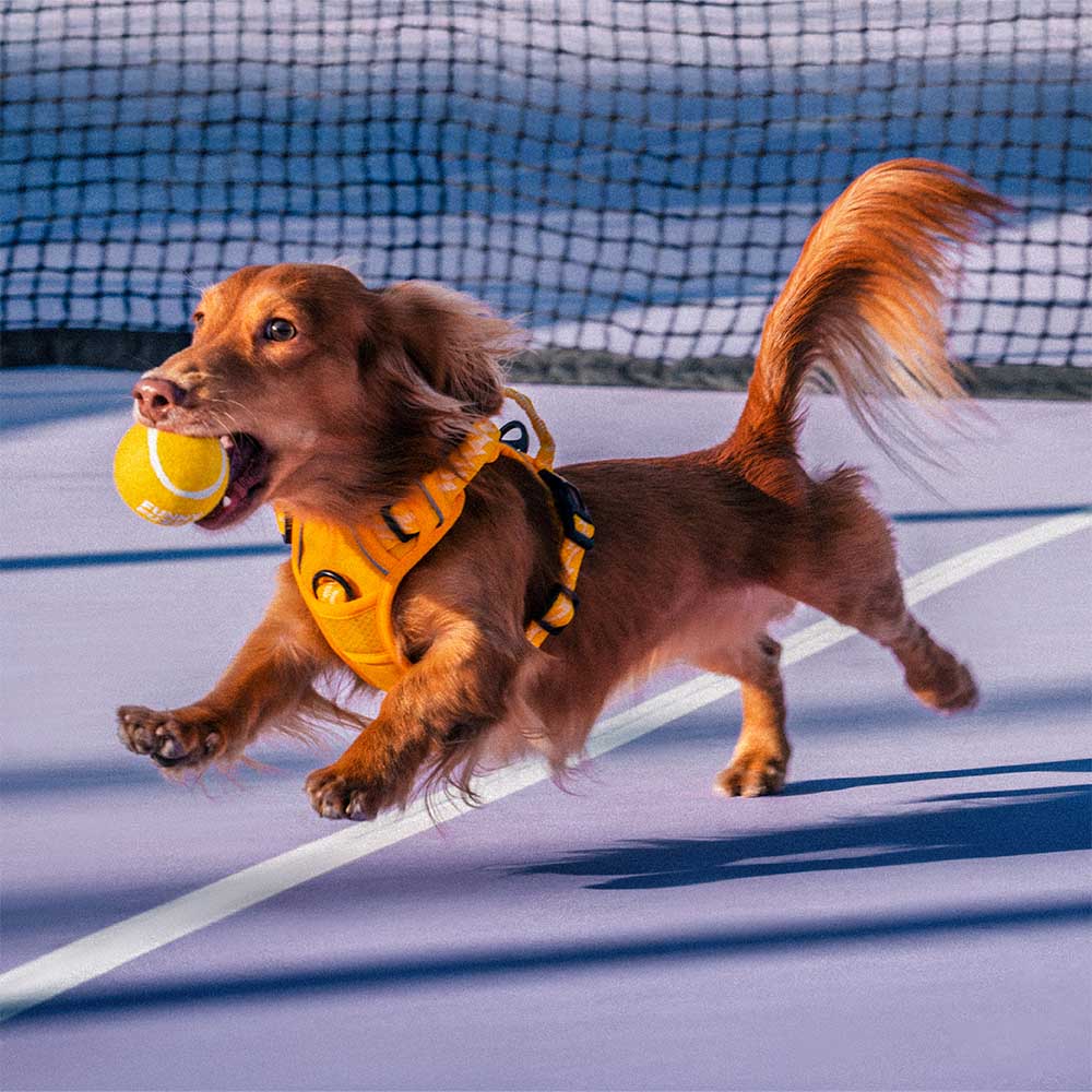 Gelb-grüner Hundespielzeug Tennisball mit Quietscher, robustes Hundezubehör für langanhaltenden Spielspaß.