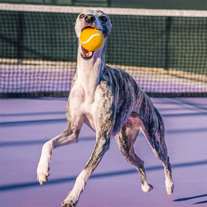 Langlebiger Hundespielball mit Quietscher, in klassischer Tennisball-Form, ideal für Apportierspiele indoor & outdoor.