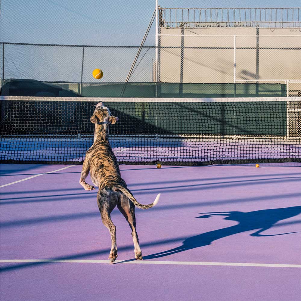 Hochwertiger Hundeball mit Quietscher, in Tennisball-Design, ideal als interaktives Hundespielzeug für draußen.