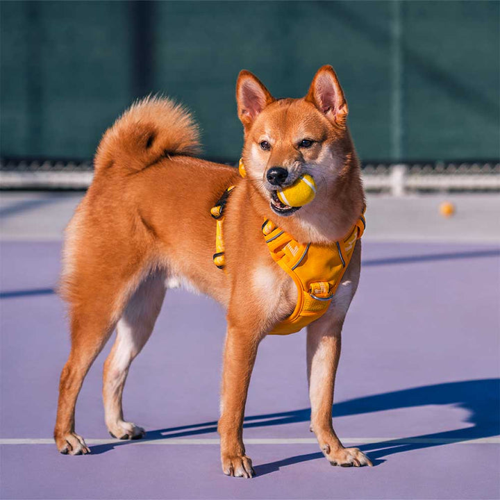 Detailaufnahme des Hundespielzeug Tennisballs mit Quietscher, zeigt Textur & Qualität des Spielballs.