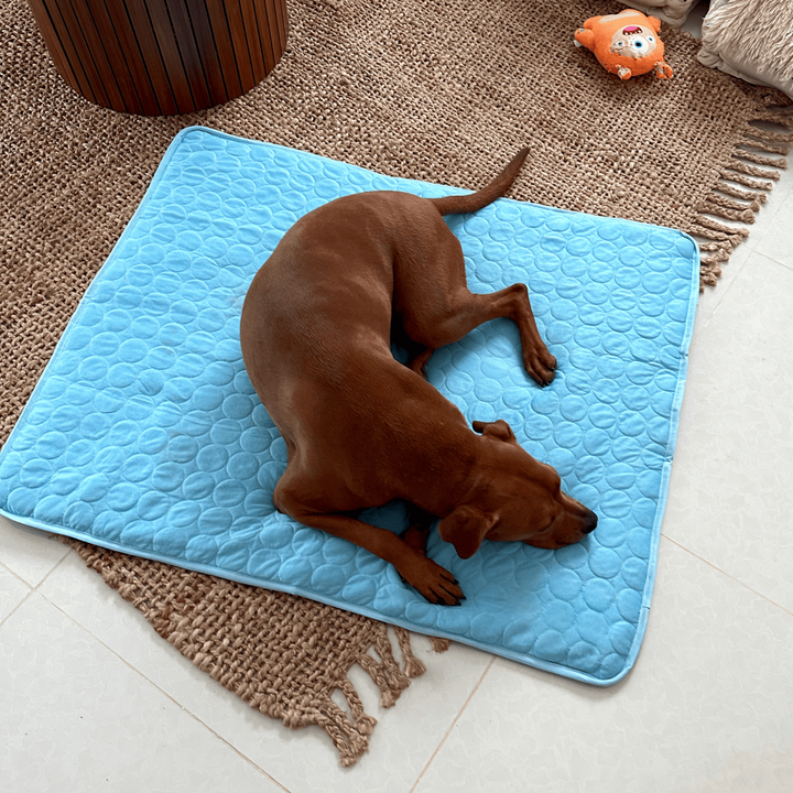 4x effektivere Kühlmatte für Hunde: langanhaltende Abkühlung und Sommerkomfort für Ihr Haustier.