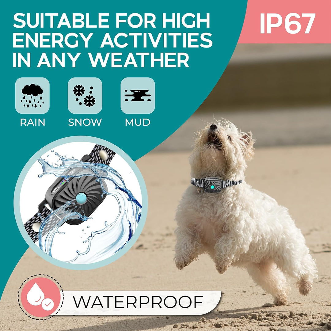 Hund trägt intelligentes Antibellhalsband mit Ton & Vibration. Effektive Hundeerziehung gegen unerwünschtes Bellen.