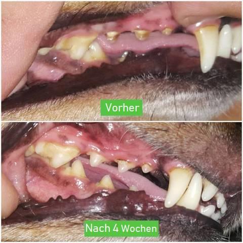 Robustes Kauspielzeug & Hundezahnbürste für Welpen & Hunde. Fördert Zahnpflege & entfernt Zahnstein beim Kauen.
