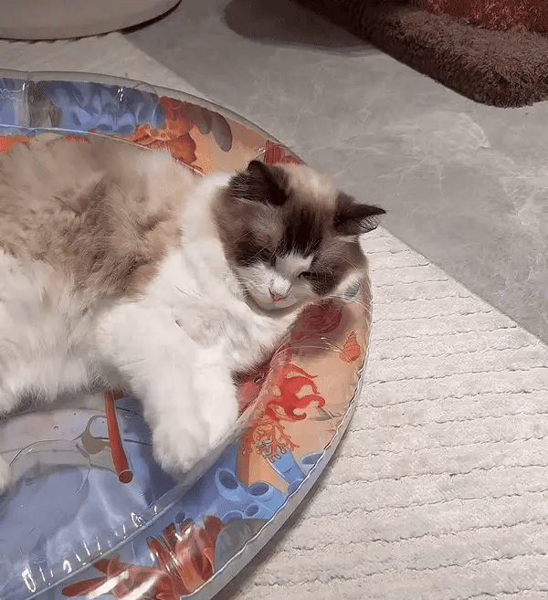 PurrPulse interaktive Spielmatte für Katzen, die geistige & körperliche Aktivität fördert und Langeweile verhindert.