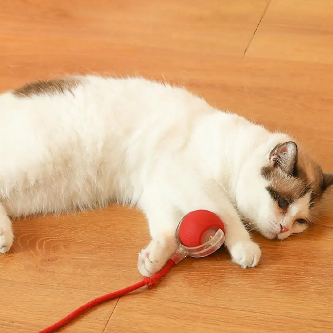 Cleverer Jagdball für Katzen; interaktives Tierzubehör für aktive Spielstunden & mehr Bewegung.