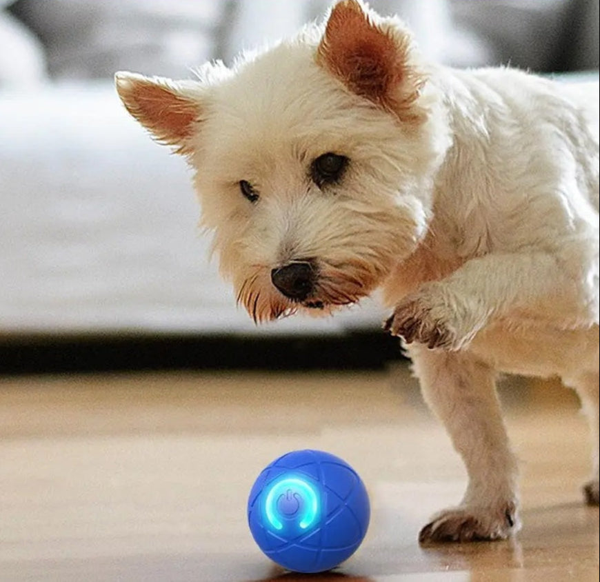 Interaktiver PetPlay Ball für Hunde und Katzen. Automatisches LED-Spielzeug für endlosen Spielspaß und Beschäftigung.