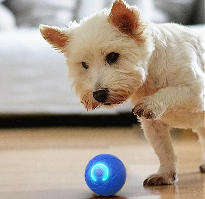 Interaktiver PetPlay Ball für Hunde und Katzen. Automatisches LED-Spielzeug für endlosen Spielspaß und Beschäftigung.