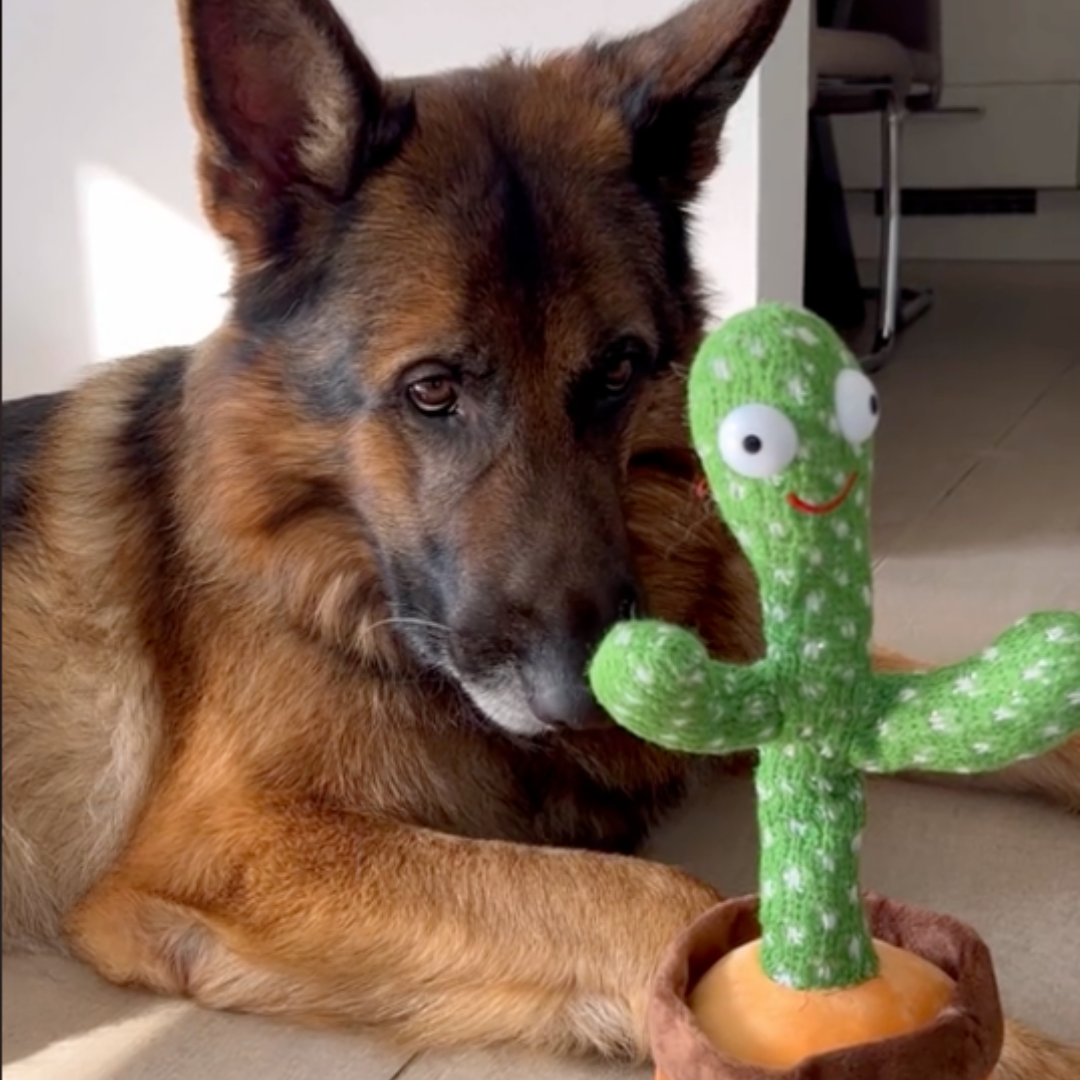 Interaktives Hundespielzeug Kaktus, Plüschtier, das tanzt, singt und spricht. Ideal für Welpen & Hunde.