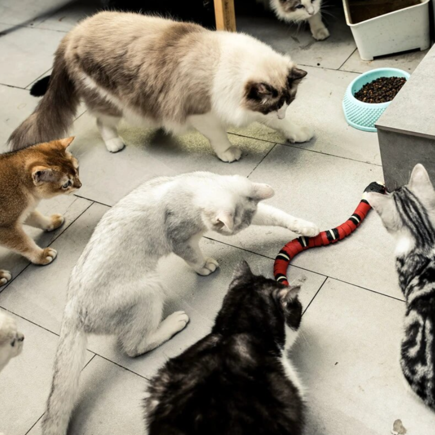 Realistisches Schlangen-Katzenspielzeug, interaktiv und beweglich. Fördert Intelligenz und Jagdverhalten von Haustieren.