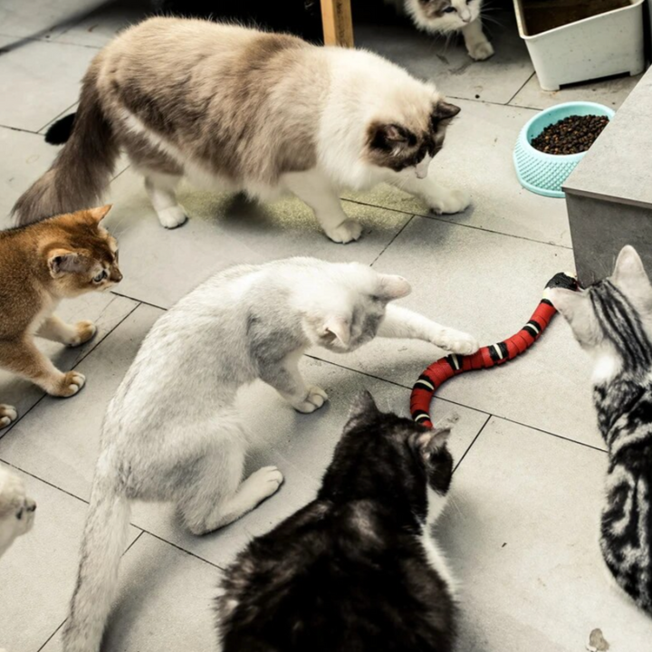 Realistisches Schlangen-Katzenspielzeug, interaktiv und beweglich. Fördert Intelligenz und Jagdverhalten von Haustieren.