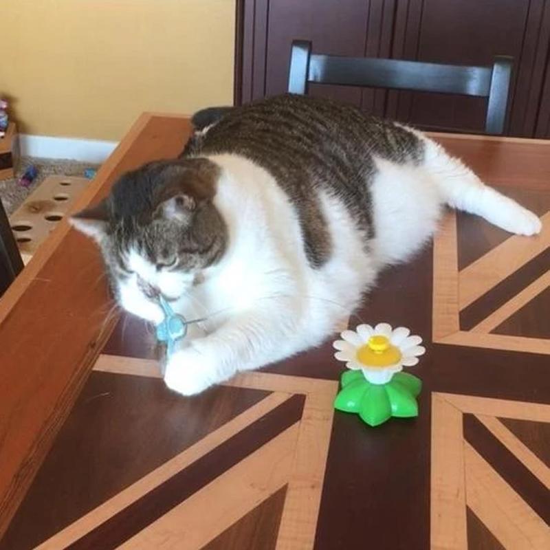Katze interagiert mit dem flatternden Kolibri-Aufsatz des modernen Katzenspielzeugs.
