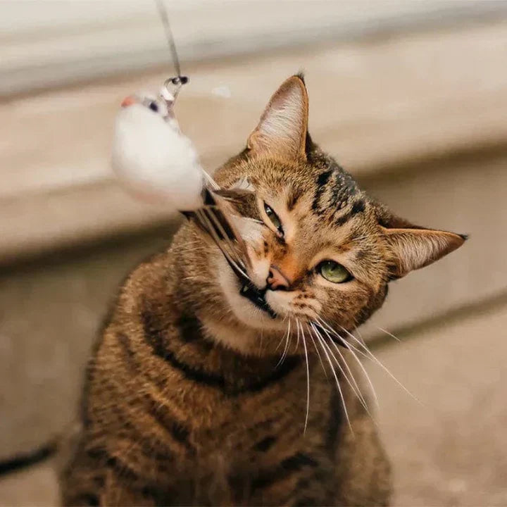FlutterVriend Vogelspielzeug: interaktiver Spielspaß, der Aktivität und Jagdtrieb der Katze anregt.