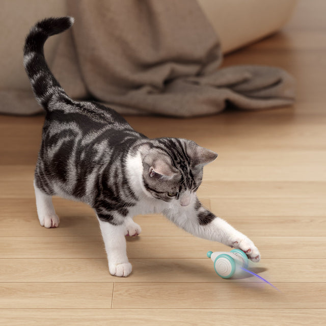 Interaktives WhiskerPlay Kauspielzeug für Katzen, robust & beweglich, blau-creme.