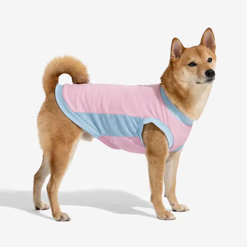 Rosa Hundeweste bietet Sonnenschutz und Kühlung für Ihren Vierbeiner; atmungsaktive Hundebekleidung für den Sommer.