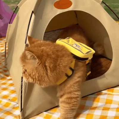 Vielseitiges faltbares Katzenzelt, kühler Rückzugsort und kuschelige Katzenhöhle für jede Katze.