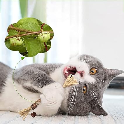 Katze spielt mit natürlichen Zahnreinigungs-Kausticks zur effektiven Plaqueentfernung und frischen Atem.