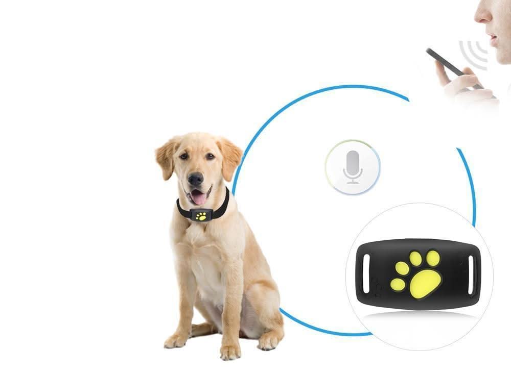 Kompakter Katzen GPS Tracker für zuverlässige Echtzeit-Ortung. Unverzichtbare Haustiersicherheit & Seelenfrieden.