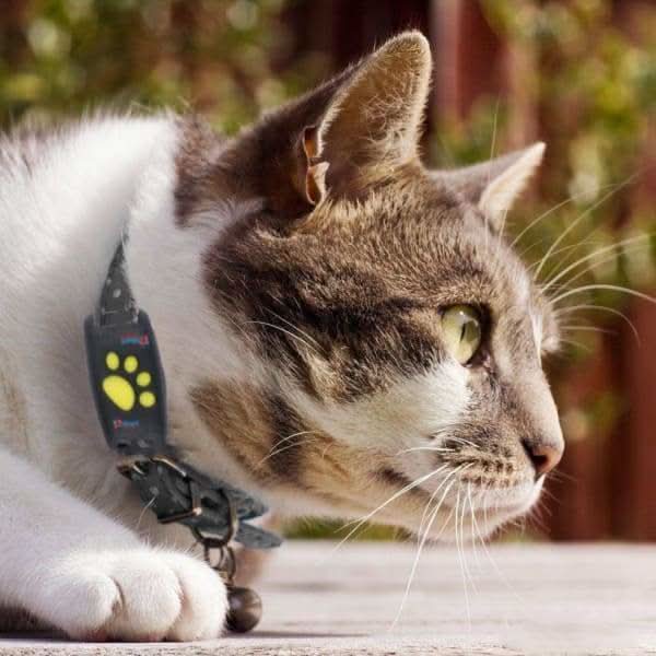 Leichter Katzen GPS Tracker für lückenlose Verfolgung. Essentielles Katzenzubehör für maximale Sicherheit.