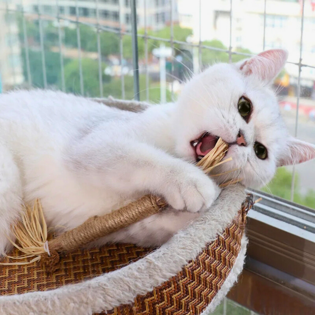 Hochwertige Silvervine Kaustangen für Katzen. Natürliches Katzenspielzeug zur Zahnpflege und interaktiven Beschäftigung.