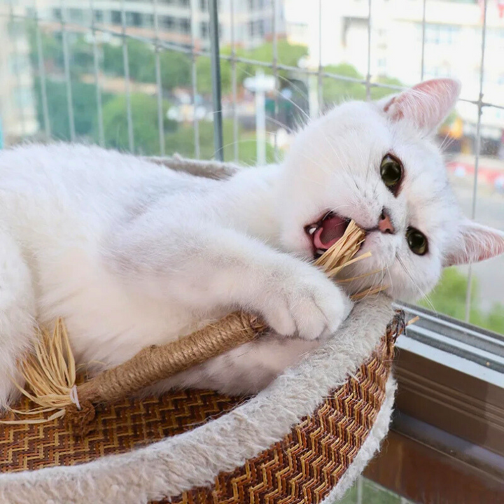 Hochwertige Silvervine Kaustangen für Katzen. Natürliches Katzenspielzeug zur Zahnpflege und interaktiven Beschäftigung.