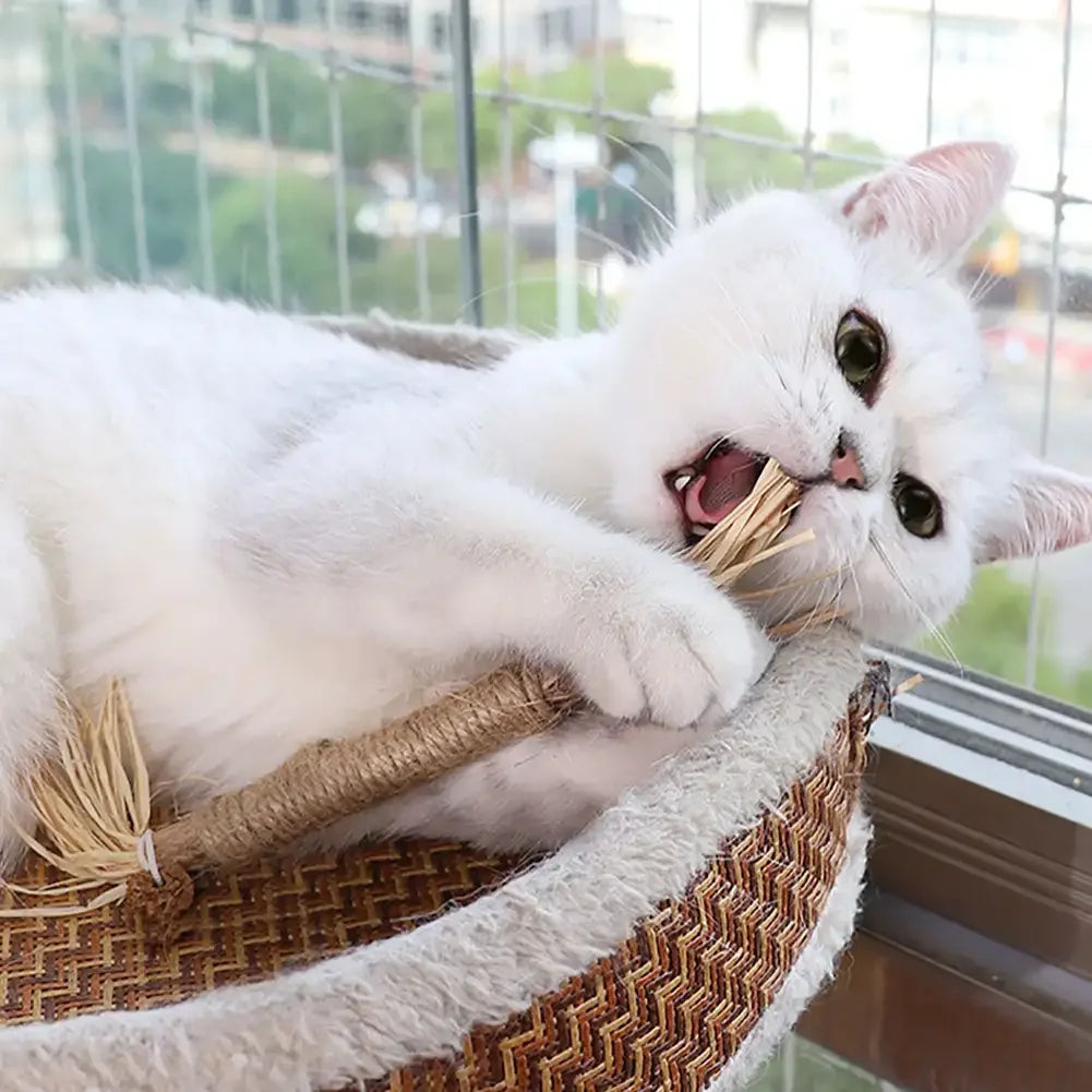 Nahaufnahme der Katzen Zahnreinigungs-Sticks. Wichtige Tierpflege für saubere Zähne und Mundhygiene.