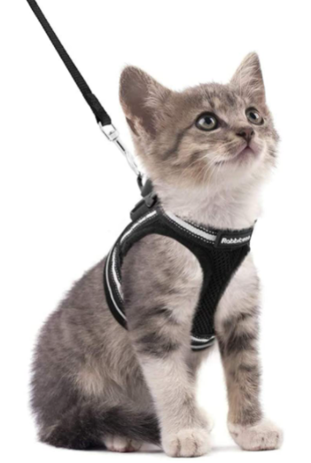 Reflektierendes Tierbedarf-Set: Katzengeschirr mit Leine für sichere Sichtbarkeit bei Spaziergängen.