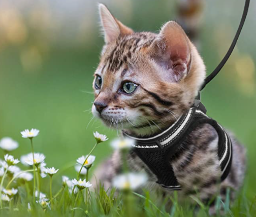 Komfortables Katzengeschirr mit Leine, verstellbar für Haustiere, ideal für Spaziergänge.