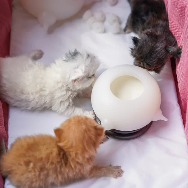Tragbare KittySip Milchschale für Kätzchen unterwegs. Auslaufsichere Reiseschale, wichtiges Katzenzubehör für Tierpflege.