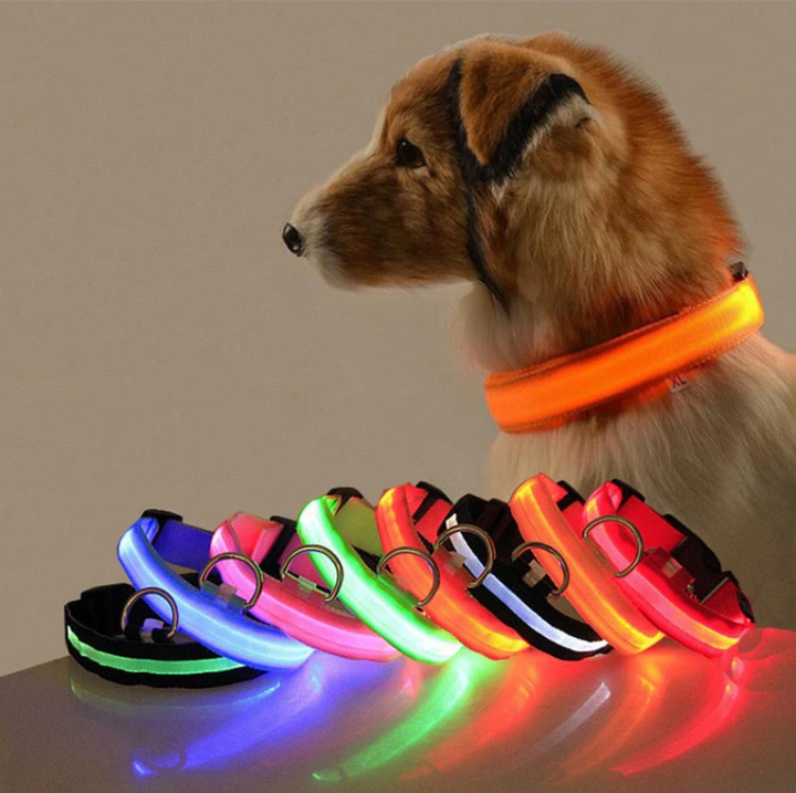 Stylisches, wiederaufladbares LED Leuchthalsband, wetterfest für Hunde aller Größen, perfekt für abendliche Spaziergänge.